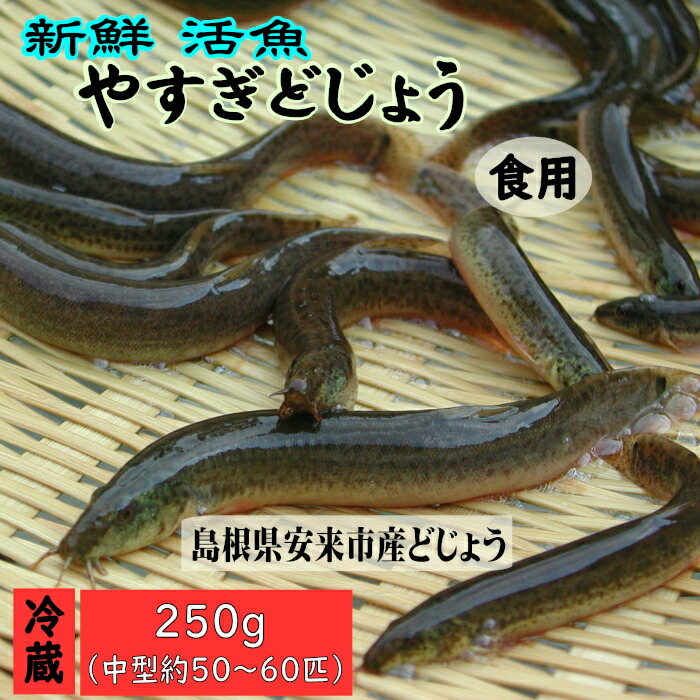 【ふるさと納税】やすぎ どじょう 250g （約50～60匹） 活魚 食用 冷蔵 島根県安来市産 （女子高生制作 どじょう料理 レシピ BOOK付き）
