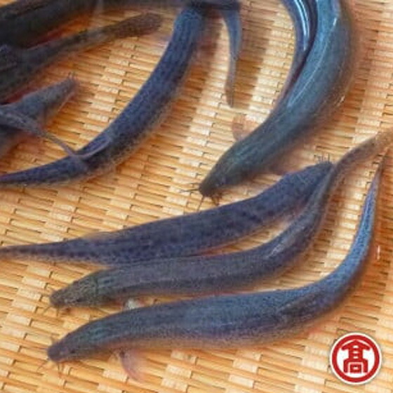 【楽天市場】【ふるさと納税】どじょう 活魚 600g  [高島屋選定品]【ドジョウ どじょう 生きたまま 600g 骨 やわらかい 活魚 食用 魚 美味しい 栄養 健康 食べやすい 新鮮 島根県 安来市】【15-B1-01】：島根県安来市