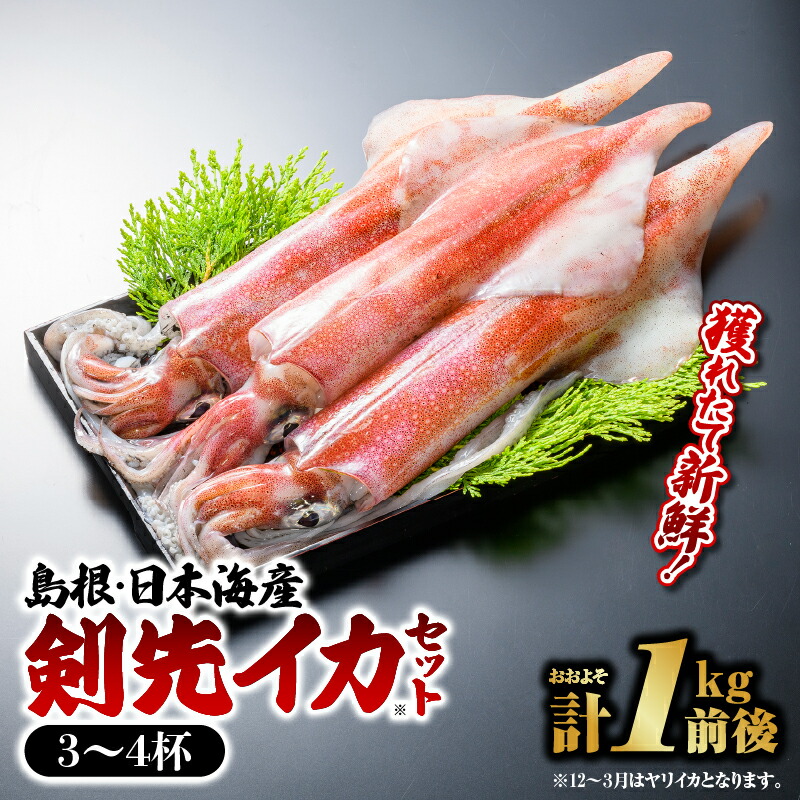 【ふるさと納税】【選べるセット】鮮魚セットC・E【計約1kg～3kg】｜送料無料 新鮮 剣先イカ 白イカ 真イカ ヤリイカ  刺身 さしみ 鮮魚 せんぎょ 厳選 島根 山陰 日本海産 イカ いか 魚介類 魚貝類 海産 海産物 おかず 下処理済 煮付け贈答品｜