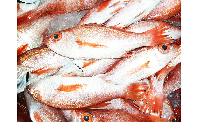 ふるさと納税 島根特産 大海原とヤマの天運のコラボ のどぐろ食卓塩糀漬け 魚貝形態 のどぐろ シーフード 一揃え Daemlu Cl