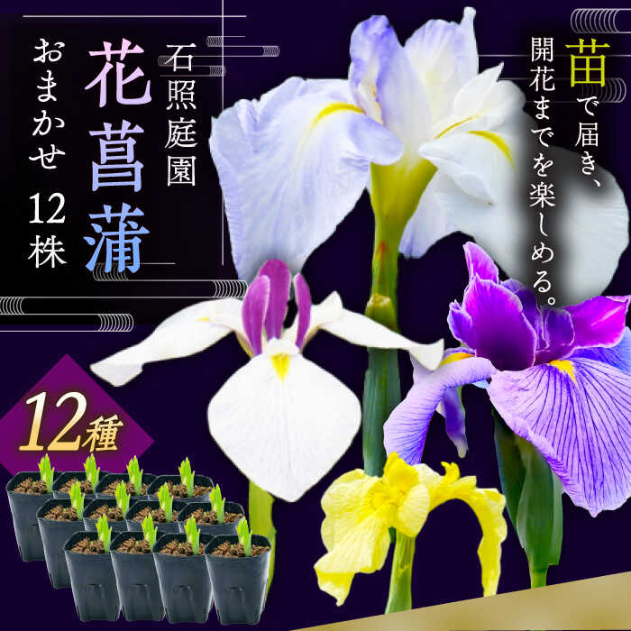 【ふるさと納税】【4月～11月発送】 花しょうぶ 石照庭園 花しょうぶ（ジャパン アイリス）の苗 おまかせ12株 花菖蒲 苗 苗木 植物 花 宿根草 多年草 ガーデニング 園芸 セット ポット苗 家庭菜園 大容量 人気 おすすめ ギフト プレゼント 島根県雲南市/石照庭園[AIAC002]｜島根県雲南市