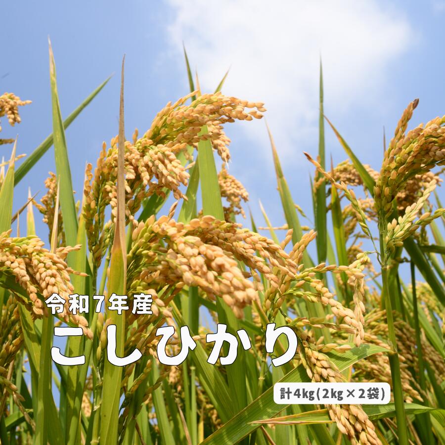 【ふるさと納税】令和7年産 しまね川本 こしひかり 4kg(2kg&times;2) 島根県 川本町産 精米 藤屋 石見米｜島根県川本町