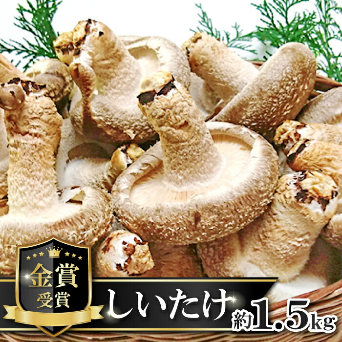 【ふるさと納税】 菌床 椎茸 かご入り 約1.5kg 15～20個入り 国産 野菜 きのこ しいたけ こだわり 肉厚 金賞 受賞 食品 食材 グルメ キノコ 料理 調理 野菜 ステーキ オーブン焼き 冷蔵 特産品 お取り寄せ