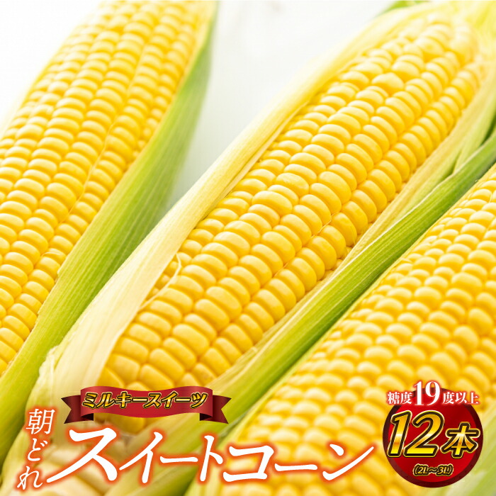 【ふるさと納税】糖度19度以上朝どれスイートコーン「ミルキースイーツ」12本（2L～3L）