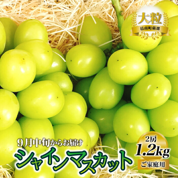 【ふるさと納税】【先行予約】新鮮フルーツ シャインマスカット 1.2kg 果物 くだもの ご家庭用 9月中旬よりお届け｜島根県邑南町 11,900円
