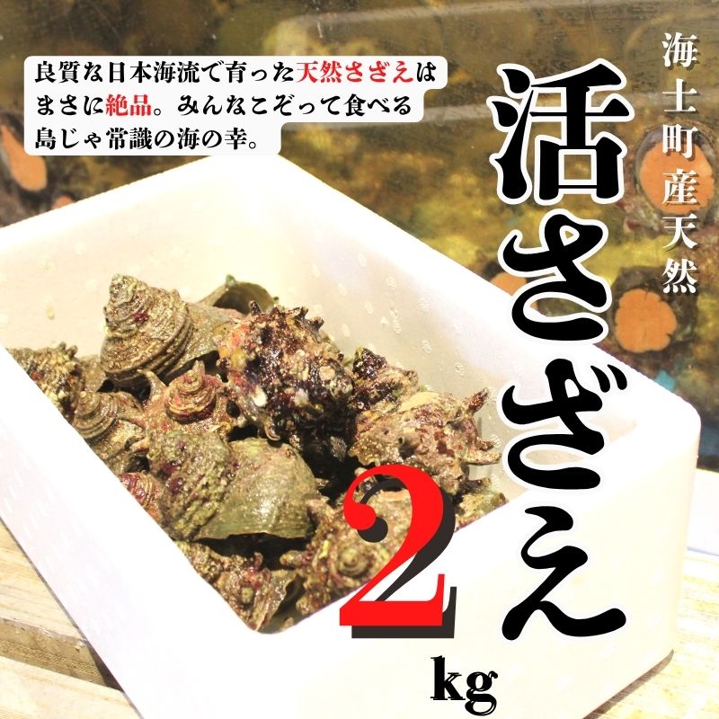 【楽天市場】【ふるさと納税】【現在入荷次第順次発送中!】【島獲れ活さざえ2kgセット】日本海の離島の新鮮なさざえを約20匹お届けします! 隠岐 隠岐の島 冷蔵便 サザエ さざえ 栄螺 貝 海鮮 BBQ さざえご飯 壺焼き 刺身 バーベキュー ギフト 今が旬:島根県海士町
