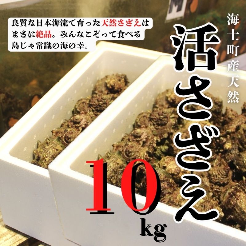 【楽天市場】【ふるさと納税】【現在入荷次第順次発送中！】日本海の離島の新鮮なさざえをお届けします! 冷蔵便 サザエ さざえ 栄螺 貝 海鮮 ...