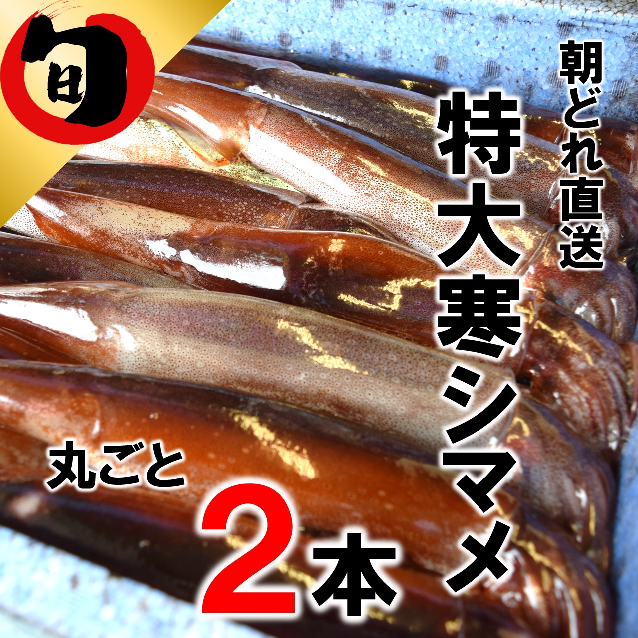 ポイント10倍 今が旬 朝どれ寒シマメ特大サイズ 350 500g 丸ごと2杯セット 島根県海士町w 新版 Buta Pn Mamuju Go Id