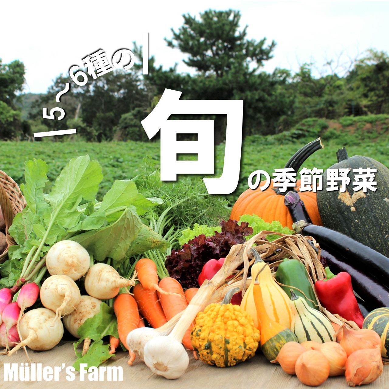 【ふるさと納税】【季節野菜詰め合わせ】5～6種 農薬不使用だから安心安全! お歳暮