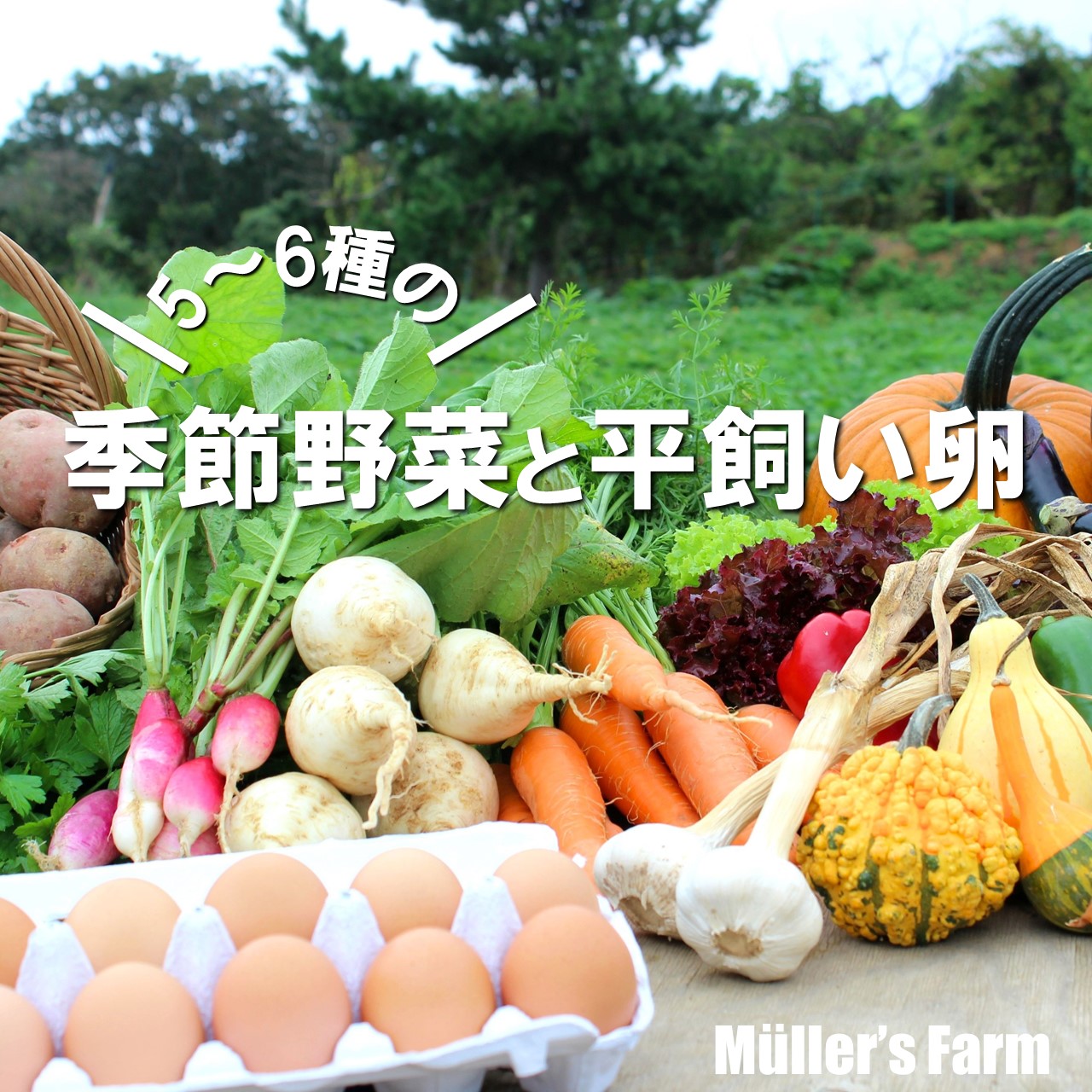 【ふるさと納税】【季節野菜・平飼い卵セット】季節野菜5～6種 平飼い卵10個 セット 農薬不使用だから安心安全！ お歳暮