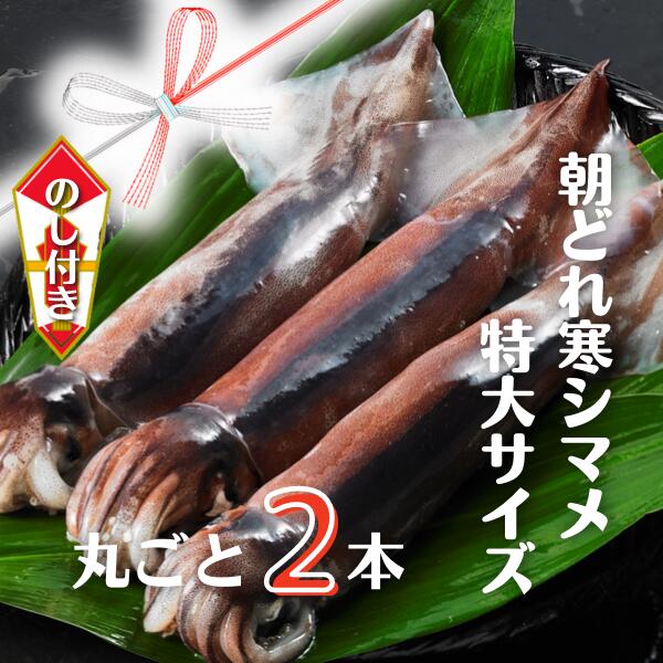 【ふるさと納税】【のし付き スルメイカ丸ごと】朝どれ寒シマメ特大サイズ 丸ごと2杯セット 700g～800g いか イカ スルメイカ お歳暮