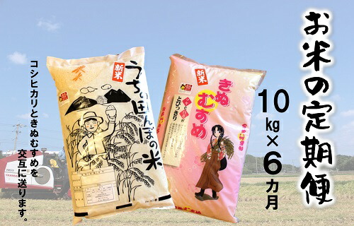 代引不可 楽天市場 ふるさと納税 お米の定期便 コシヒカリ きぬむすめ10kg 6か月定期便 計60kg 島根県海士町 限定製作 Bilisim Io