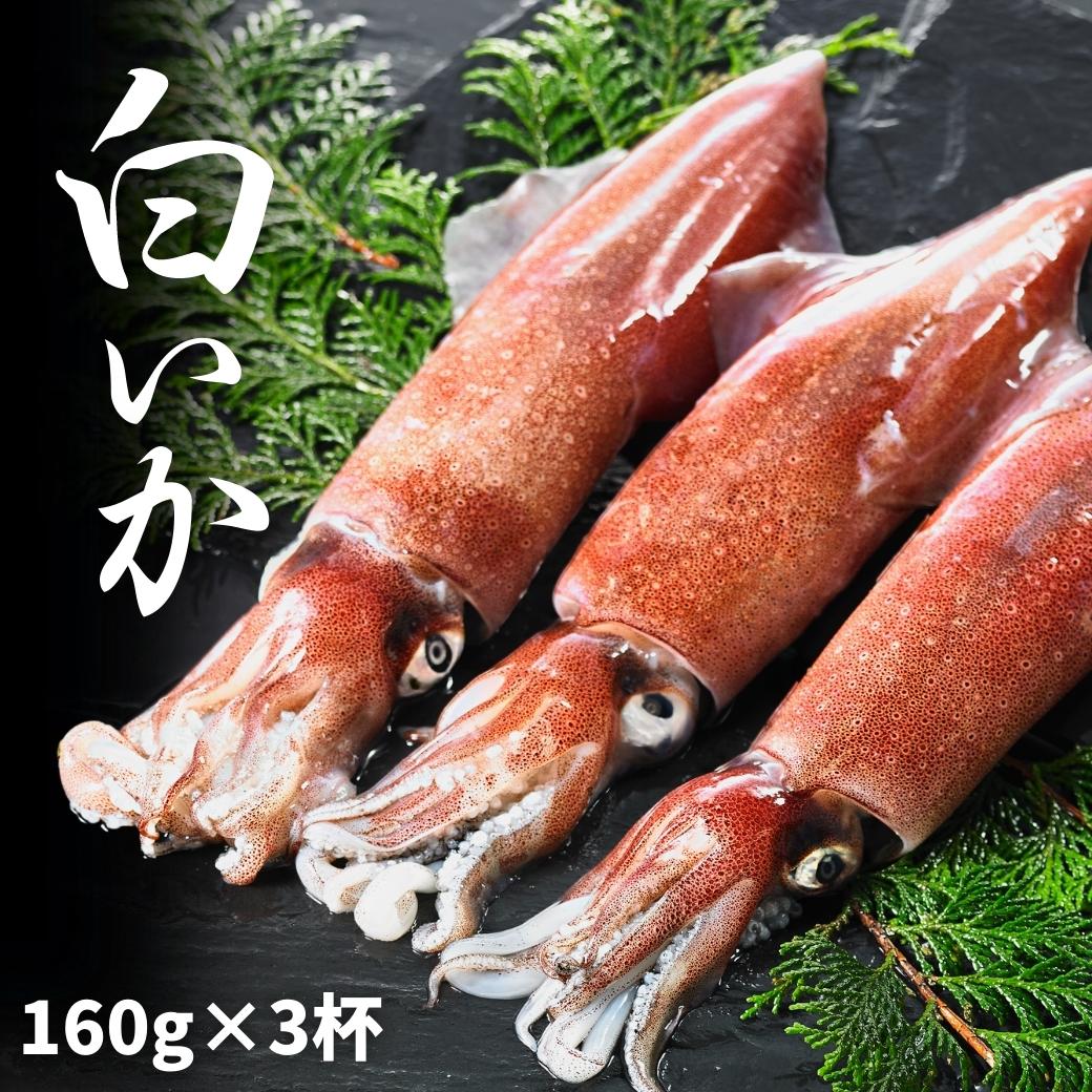 【ふるさと納税】【高級白いか丸ごと 160g×3杯セット】ぷりぷり甘い高級白いかを朝どれ鮮度でお送りします! いか イカ 白いか ケンサキイカ 刺身 母の日 父の日