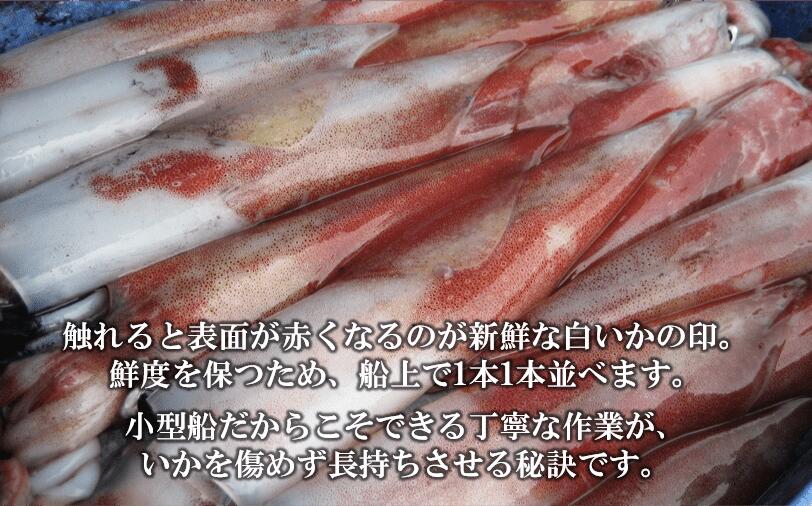 ふるさと納税 偉い いか 昼まえどれ 明いか 丸形ごと3篇章一揃い 刺身 個包面構 小分け 冷凍 貨物輸送無料 Digitalland Com Br