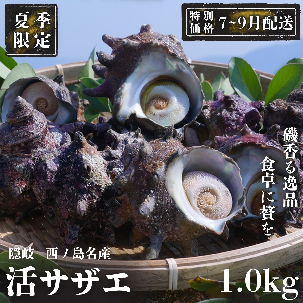 【楽天市場】【ふるさと納税】【限定価格!7〜9月配送希望の方!】コリ旨!獲れたて鮮度抜群 島獲れ活サザエ1.0kg満足セット - 磯の香りと海の恵みを食卓へ 冷蔵便 サザエ 栄螺 貝 海鮮 BBQ さざえご飯 壺焼き 刺身 バーベキュー ギフト お中元 御中元 島サザエ 新鮮 天然:島根県西ノ島町