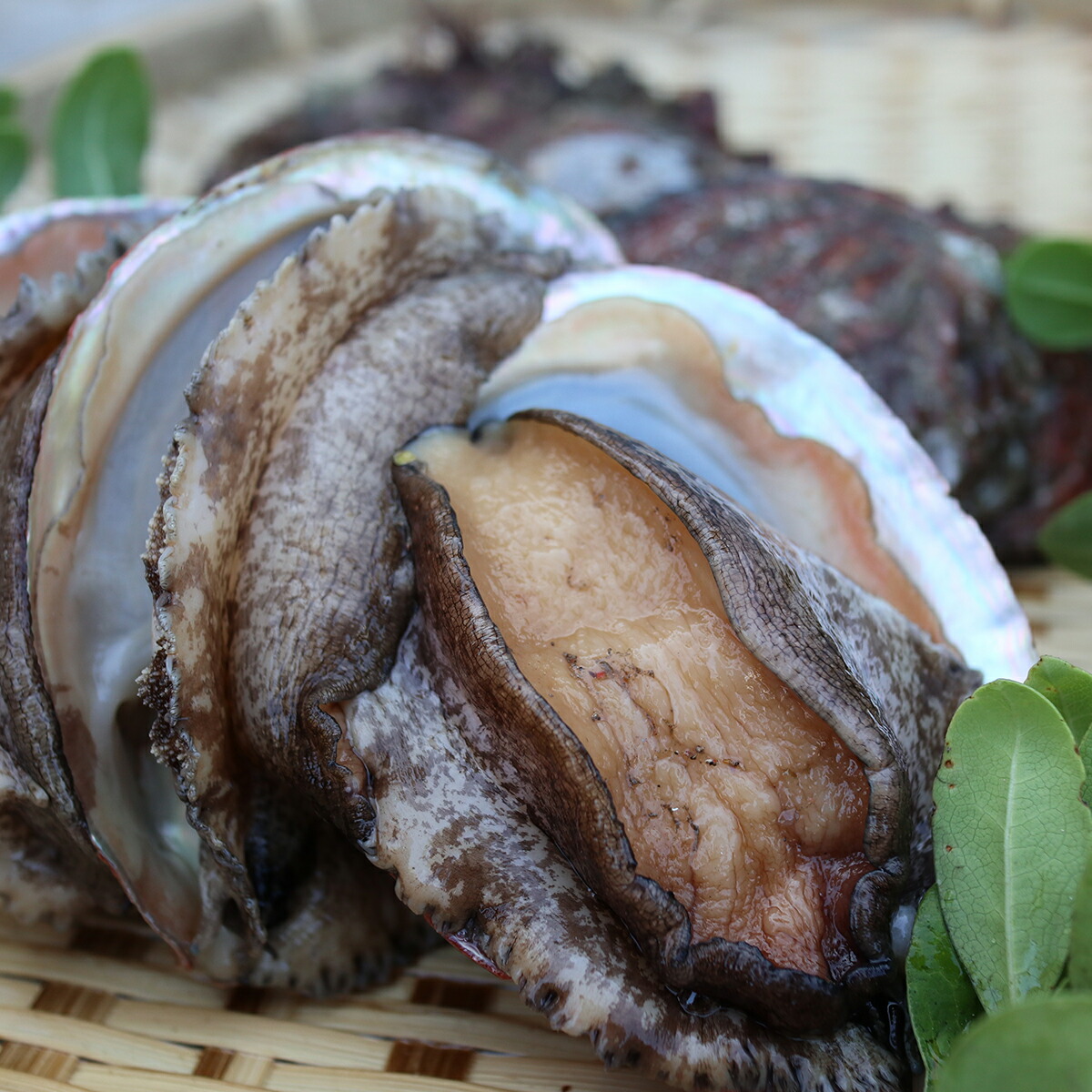 6 7枚 あわび アワビ 隠岐 島根県西ノ島町 養殖 アワビ 活アワビ ふるさと納税 養殖 西ノ島町のきれいな海で稚貝から大切に育てたアワビです 活アワビ