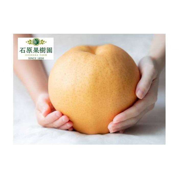 【ふるさと納税】梨 2026年 備前横綱梨（あたご梨） 超大玉3玉（1玉1kg～1.5kg）箱赤秀【ナシ なし 岡山県産 国産 フルーツ 果物 ギフト 石原果樹園】 | フルーツ 果物 くだもの 食品 人気 おすすめ 送料無料