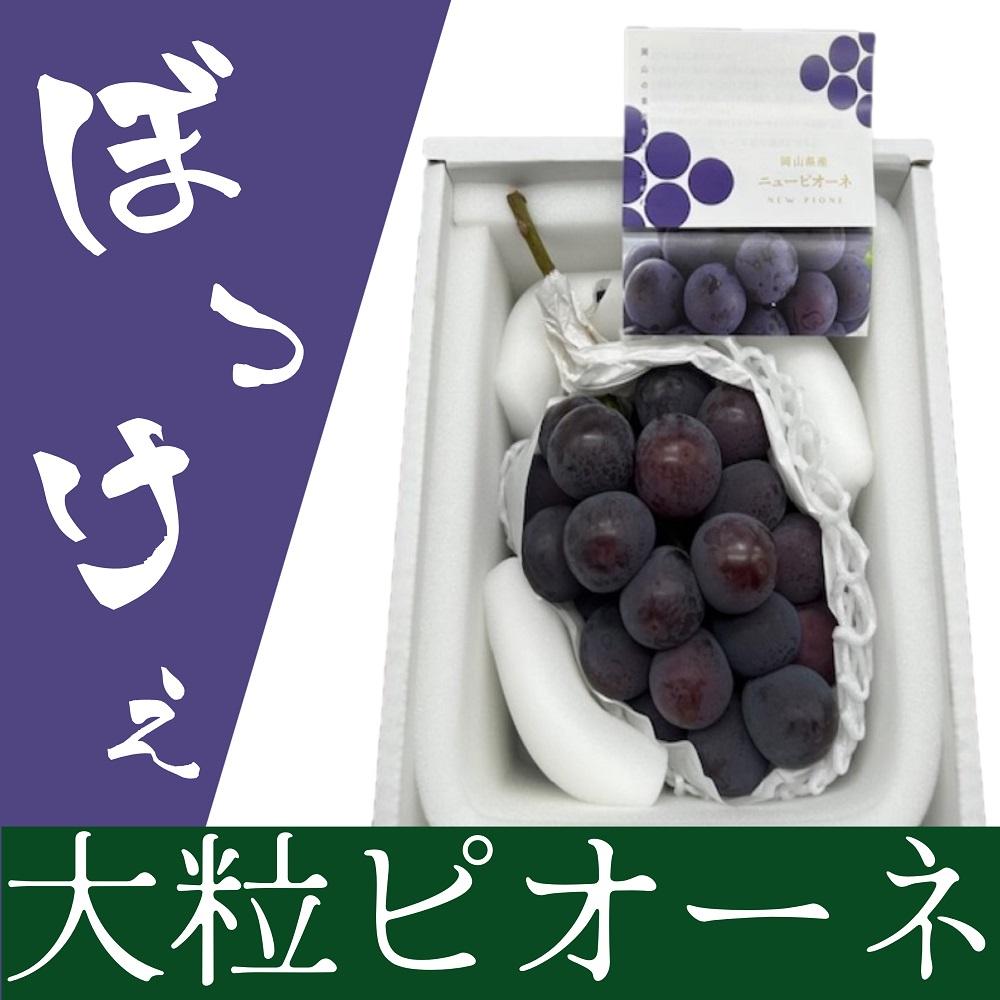 【ふるさと納税】ぶどう 2026年 岡山県産 ぼっけえ大粒! ピオーネ 1房 800g以上 化粧箱入り | フルーツ 果物 くだもの 食品 人気 おすすめ 送料無料