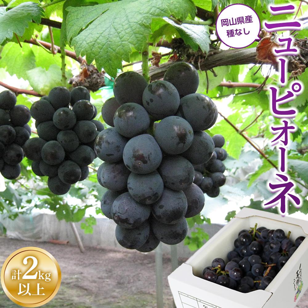【ふるさと納税】ぶどう 2025年 先行予約 ご家庭用 ニュー ピオーネ 合計2kg以上  産地直送 ブドウ 葡萄  岡山県産 国産 フルーツ 果物 たけまさぶどう園 | フルーツ 果物 くだもの 食品 人気 おすすめ 送料無料