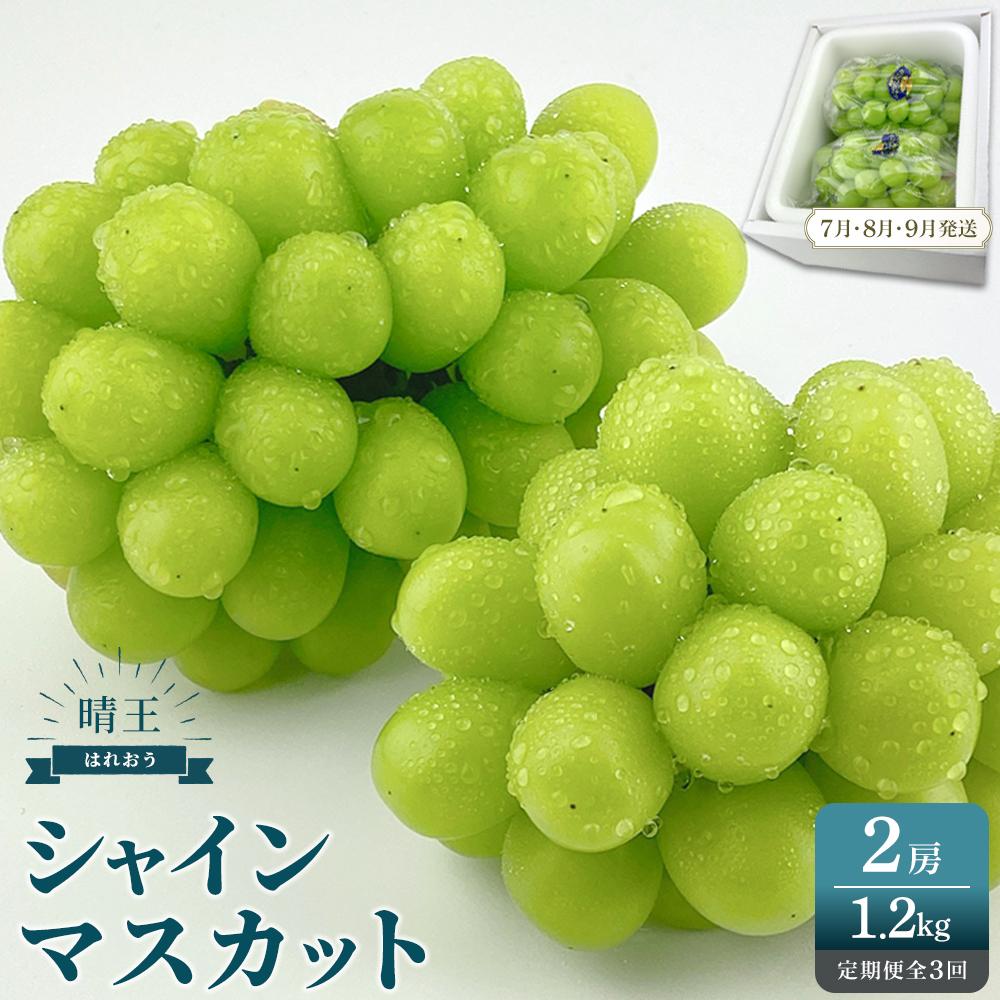 【ふるさと納税】2025年予約受付中 シャインマスカット 晴王 2房 約1.2kg 3回定期便 7月・8月・9月に1回ずつお届けシャインマスカット マスカット ぶどう 葡萄 岡山県産 赤秀品  種無し | フルーツ 果物 くだもの 食品 人気 おすすめ 送料無料
