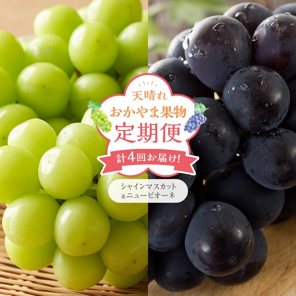 【ふるさと納税】フルーツ 定期便 2025年 先行予約 天晴れ おかやま 果物 定期便 (2)  シャイン マスカット 3回／ ニュー ピオーネ 1回 合計4回お届け！ 岡山県産 国産 セット ギフト | フルーツ 果物 くだもの 食品