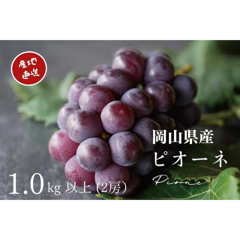 【ふるさと納税】厳選 ニューピオーネ 2房 合計1.0kg以上 産地直送 朝採れ ぶどう 葡萄 Kawahara Green Farm 岡山県産 2026年 | 果物 フルーツ 岡山のブドウ デザート 食べ物 国産 日本産