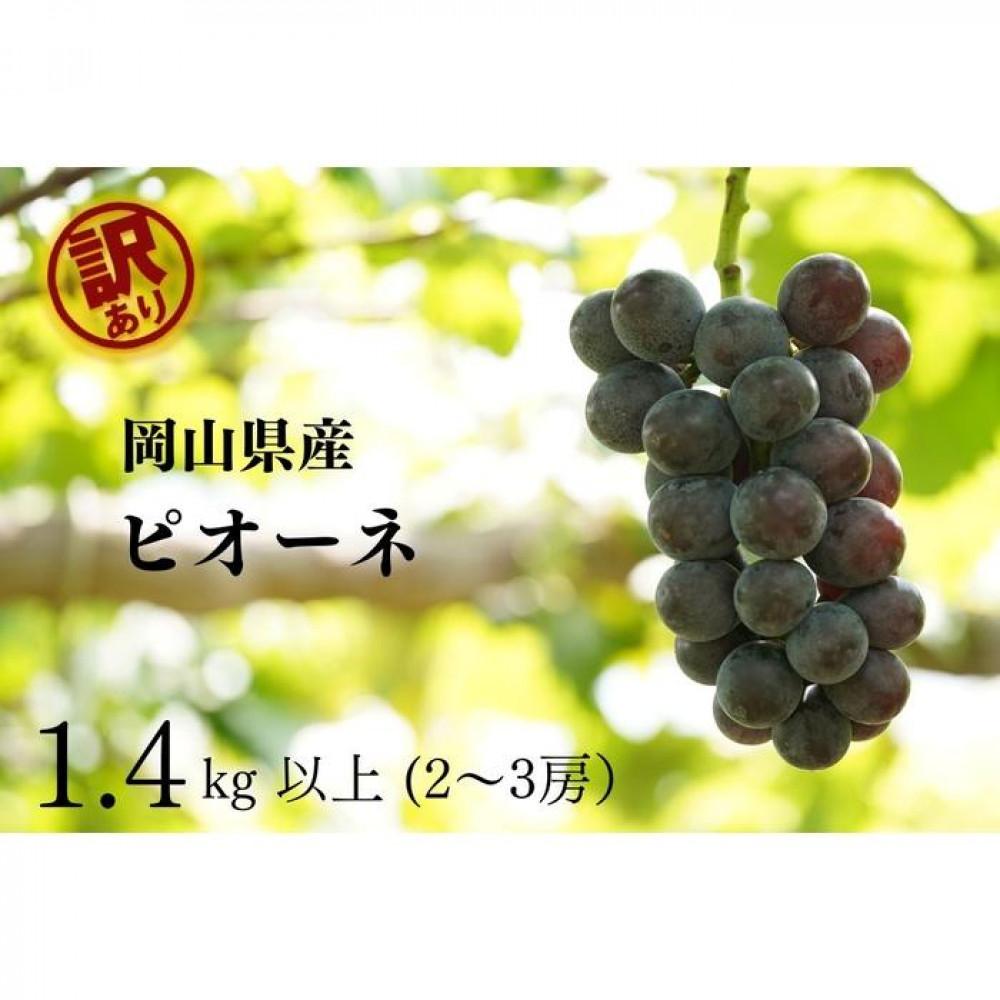 【ふるさと納税】訳あり ニューピオーネ　2～3房 合計1.4kg以上 産地直送 朝採れ ぶどう 葡萄 岡山 Kawahara Green Farm　岡山県産 2025 | 果物 フルーツ 岡山のブドウ デザート 食べ物 国産 日本産