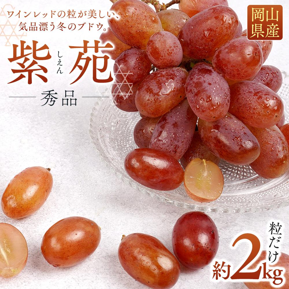 【ふるさと納税】ぶどう 2026年 紫苑 しえん粒だけ 約2kg 家庭用 ギフト 農林大臣賞2回受賞 贈答用 贈り物 岡山 果物 フルーツ 採りたて発送 農家直送 数量限定 新鮮 10月上旬から発送 | フルーツ 果物 くだもの 食品 人気 おすすめ 送料無料