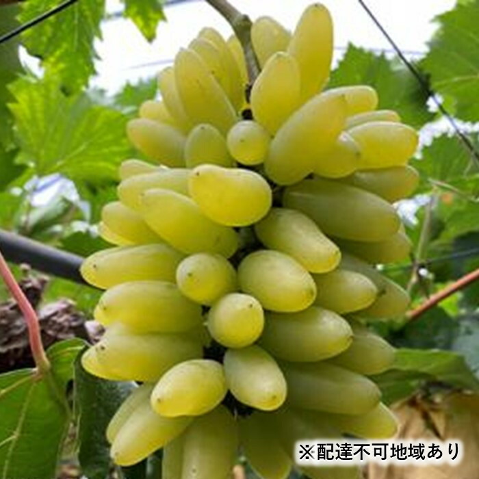 【ふるさと納税】ぶどう 2025年 先行予約 ゴールド フィンガー 1～3房（約1kg） ブドウ 葡萄 岡山市産 国産 フルーツ 果物 ギフトタンポポ農園 | フルーツ 果物 くだもの 食品 人気 おすすめ 送料無料