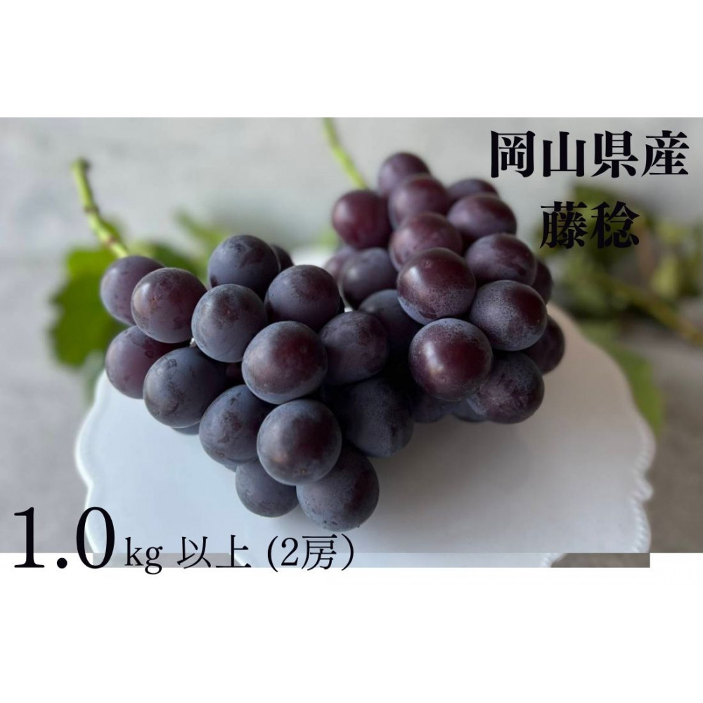 【ふるさと納税】厳選 藤稔 1.0kg以上 2房 朝採れ ぶどう 葡萄 Kawahara Green Farm　岡山県産　2026年