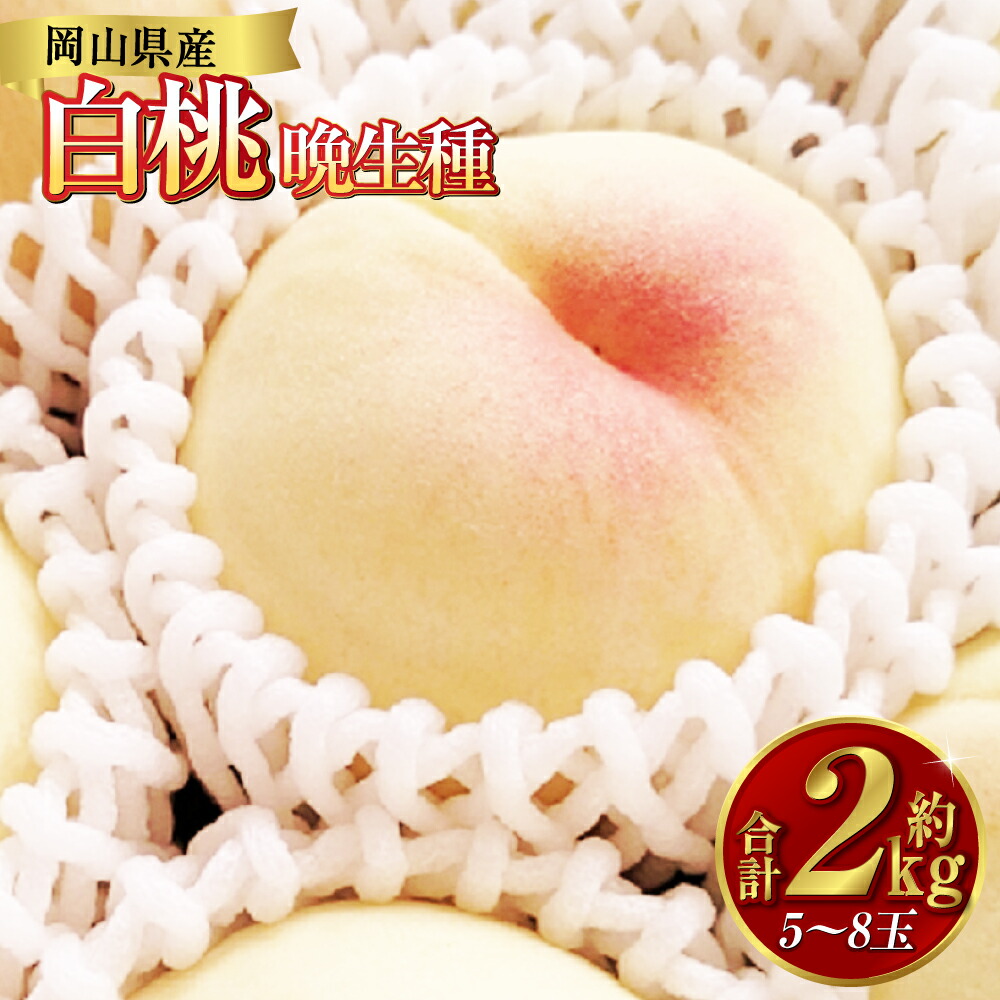 【ふるさと納税】桃 2025年 先行予約 白桃 約2kg（5～8玉）晩生種 もも モモ 岡山県 倉敷市 産 国産 フルーツ 果物 ギフト 花田青果　果物・もも・桃・フルーツ　2025年7月下旬～9月下旬発送予定
