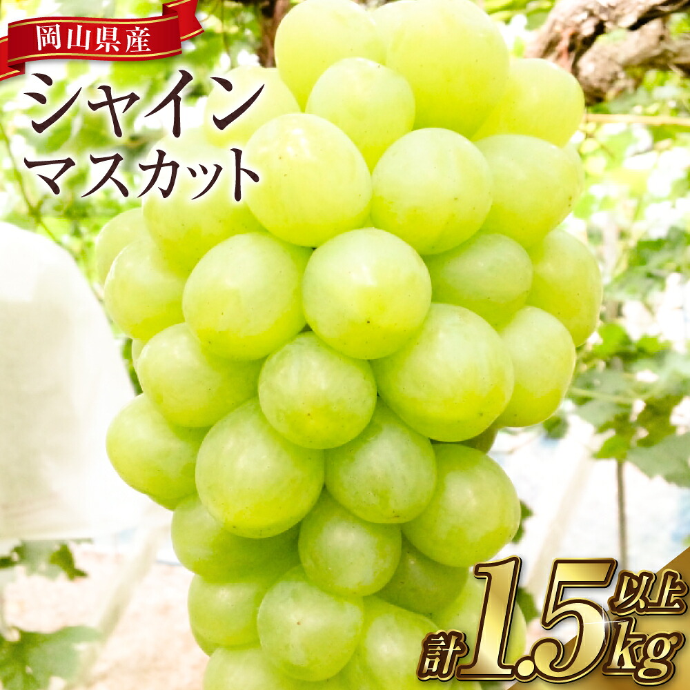 【ふるさと納税】岡山シャインマスカット 合計1.5kg以上（2～4房）以上（2～4房） マスカット ブドウ 葡萄 岡山県 倉敷市 産 国産 フルーツ 果物 ギフト　果物類・ぶどう・マスカット・フルーツ 【2026年9月上旬～10月下旬迄順次発送予定】 12000円 1万2000円｜岡山県倉敷市