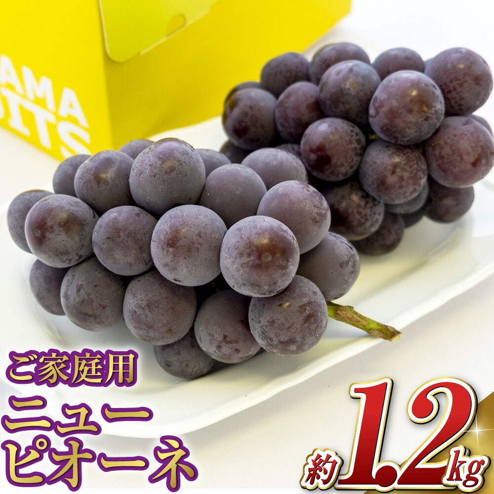 【ふるさと納税】ぶどう 2026年 先行予約 ご家庭用 ニュー ピオーネ 2～3房 合計約1.2kg ブドウ 岡山県産 国産 フルーツ 果物 ギフト 果物 ぶどう フルーツ スッキリ 種なし 大粒 人気 美味しい 高糖度 子供【2026年9月上旬～10月上旬 発送予定】