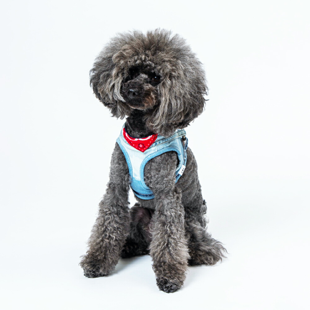 【ふるさと納税】愛犬用馬具「デニハーネス」 雑貨・日装置・愛犬用馬具・馬具・愛玩動物装置・ほっつき歩く装置