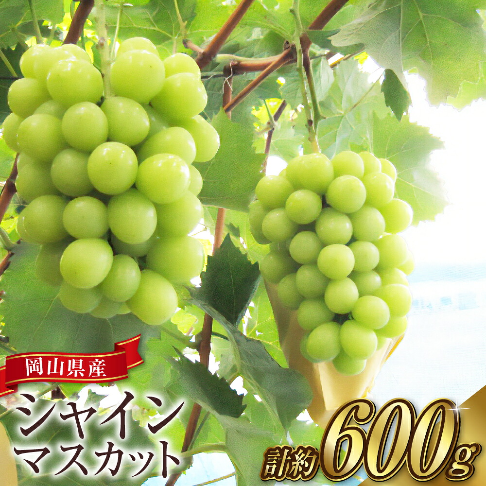 【ふるさと納税】 ぶどう 2026年 先行予約 シャイン マスカット 1房(1房600g前後) 産地直送 ブドウ 葡萄 岡山県産 国産 フルーツ 果物 ギフト たけまさぶどう園 果物類・ぶどう・マスカット・フルーツ【2026年9月上旬~10月下旬 発送予定】