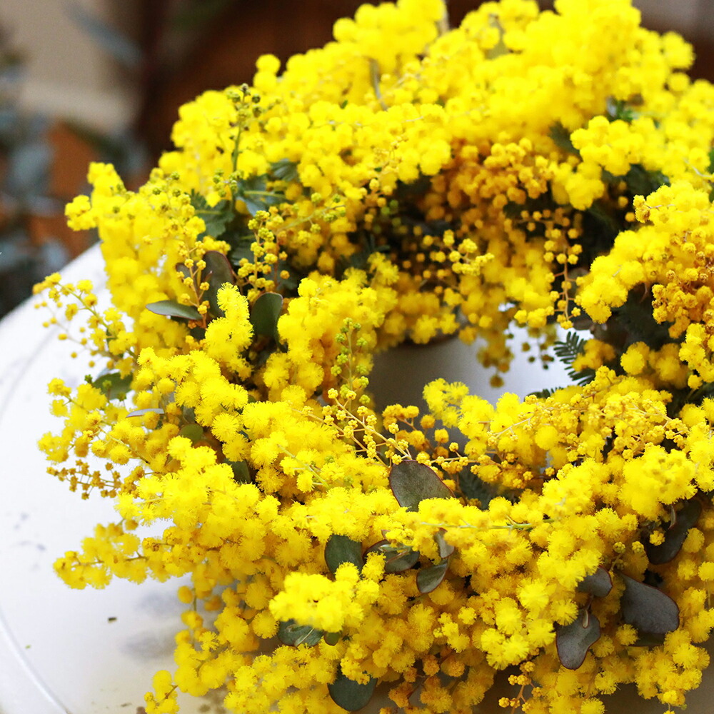 【ふるさと納税】生新しい ミモザの貸しさげる 花 生け花 室内装飾 ミモザ 貸しさげる お花 お花申し合わせ【2027年2月下旬～3月下旬 送りとどける予定を組む】