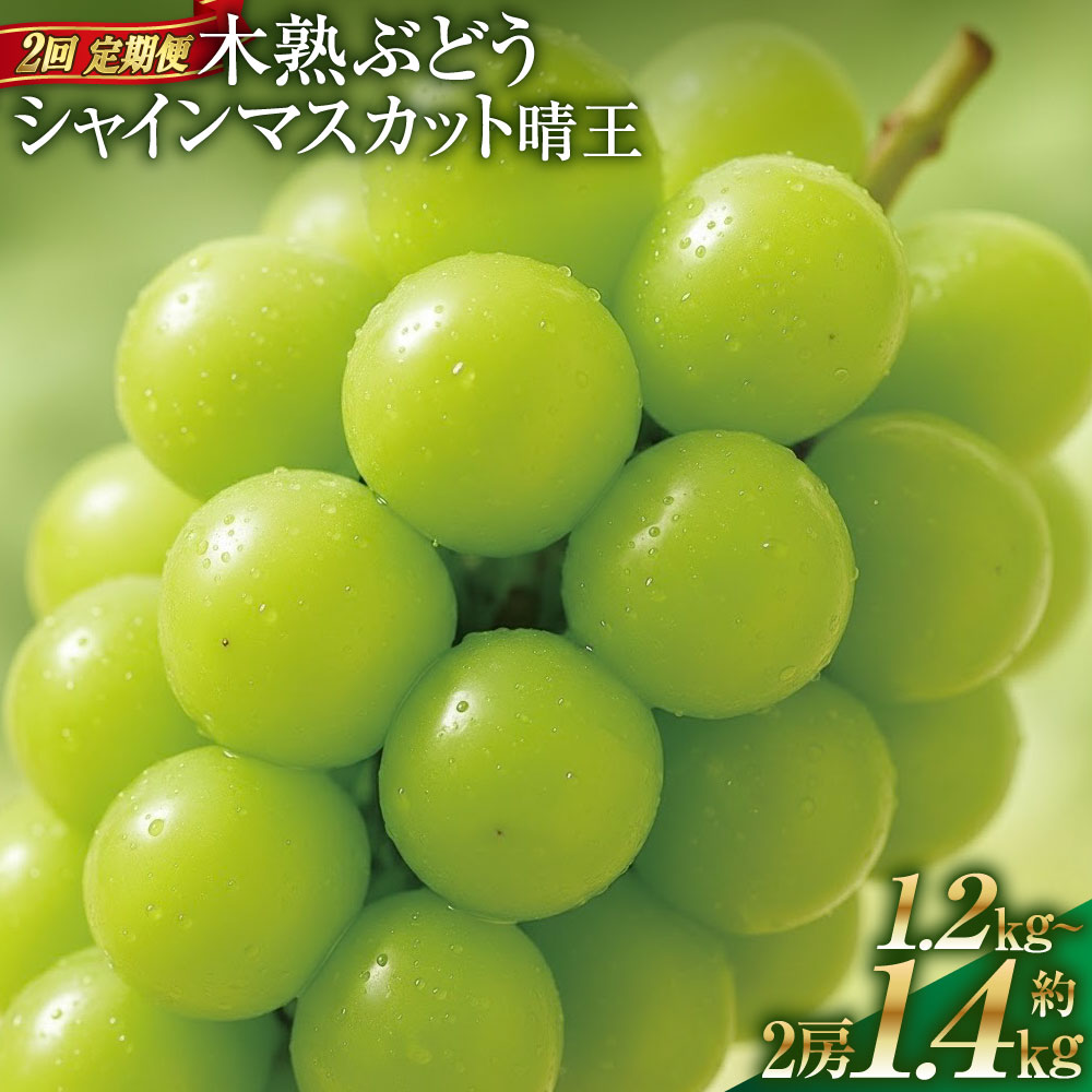 【ふるさと納税】＜選べる内容量＞【2回定期便】木熟ぶどう ハレノシャイン シャインマスカット晴王 1回あたり2房 合計約1.2kg / 合計約1.4kg ぶどう ブドウ 葡萄 フルーツ くだもの 果物 果実 デザート 冷蔵 岡山県産 国産 送料無料 【2026年9月上旬より発送開始】｜岡山県倉敷市