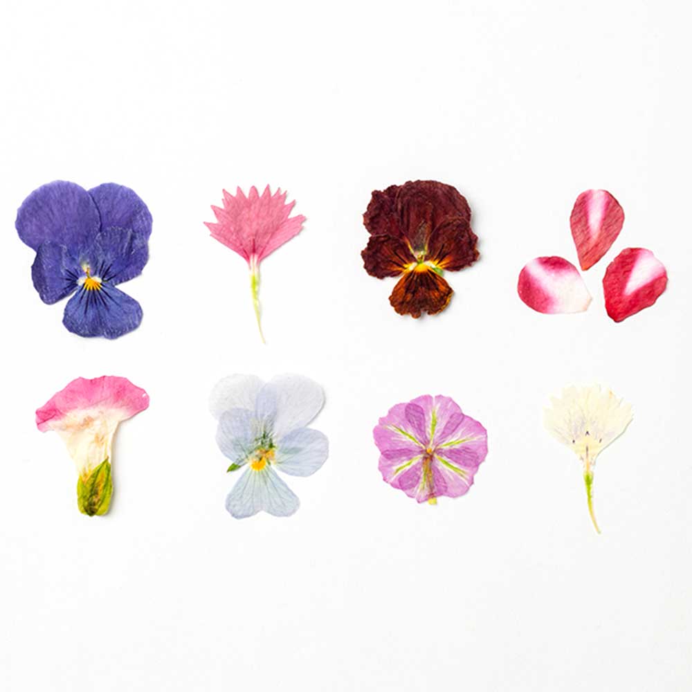 【ふるさと納税】押し花MIX（20輪入り口・入口）3容器に並べる書き割り【食べられるお花 作りだす継続期間中 農薬不当て嵌める】 食用花 農薬不当て嵌める 差し上げ物 サプライズ