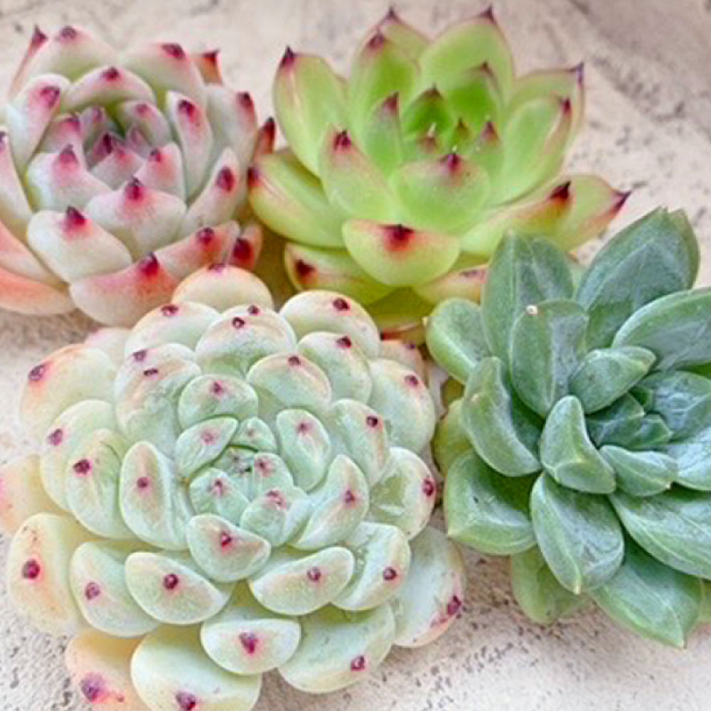 楽天市場】【ふるさと納税】オリジナル鉢付き！かわいい売れ筋多肉植物