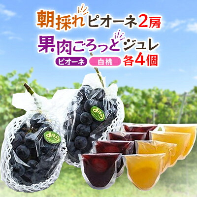 【ふるさと納税】【2026年度発送分】朝採れ新鮮ピオーネ2房&ピオーネと白桃果肉ごろっとジュレセット_ ピオーネ ジュレ セット ふるさと納税 桃 もも モモ ぶどう 葡萄 ブドウ 果物 フルーツ くだもの ゼリー 岡山【配送不可地域：離島・北海道・沖縄県】【1030625】