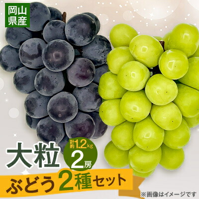 【ふるさと納税】【2025年10月より発送】大粒ぶどう2種セット　シャインマスカットほか 2房 約1.2kg_ シャインマスカット ふるさと納税 ぶどう 葡萄 ブドウ マスカット 2種 セット 食べ比べ 果物 フルーツ くだもの 岡山県 津山市 ギフト 産直 産地直送 送料無料 【1244629】