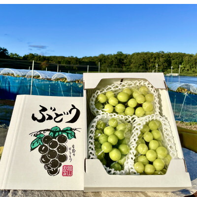 【ふるさと納税】【2025年10月より発送】訳ありシャインマスカット 2~4房 1.5kg ご家庭用【1275134】