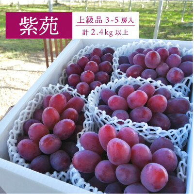 【ふるさと納税】ワインレッドの葡萄「紫苑(しえん)」上級品 3-5房/計2.4kg～(岡山県産) 贈答にもおすすめ!_ 紫苑 しえん ワインレッド ぶどう 特選品 2.4kg 贈答 岡山県 津山市 果物 フルーツ 種なし 産地直送 送料無料 【配送不可地域：離島】【1549077】