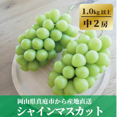 【ふるさと納税】【食べ切りサイズ】 シャインマスカット 中2房/計1.0kg～ (岡山県産)_ シャインマスカット ぶどう 葡萄 ブドウ 果物 くだもの フルーツ 甘い 岡山県 津山市 産直 産地直送 贈答 ギフト 【配送不可地域：離島・北海道・沖縄県】【1602851】｜岡山県津山市
