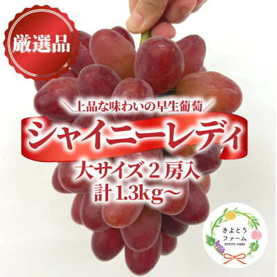 【ふるさと納税】【2026年先行予約】シャイニーレディ大2房 計1.3kg～ 赤色の早生葡萄(岡山県産)_ シャイニーレディ 赤ぶどう 早生 大房 1.3kg 贈答 岡山県 津山市 果物 フルーツ 種なし 皮ごと 産地直送 送料無料 【配送不可地域：離島】【1694777】