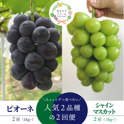 【ふるさと納税】【発送月固定定期便】ピオーネとシャインマスカットの人気便 (2房入/1.0kg) (岡山県産)全2回【配送不可地域：離島・北海道・沖縄県】【4078996】｜岡山県津山市