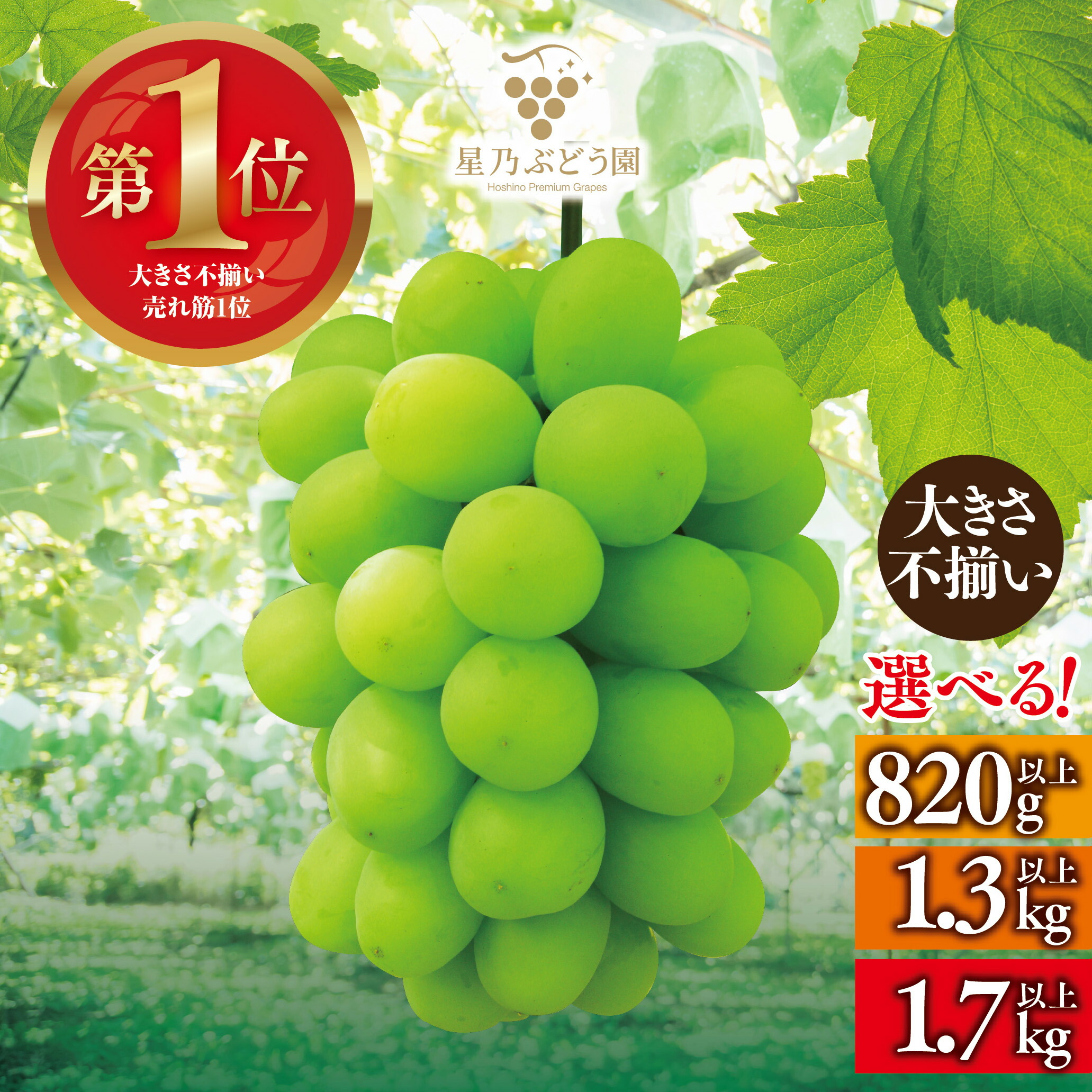 【ふるさと納税】【訳あり】粒の大きさが不揃い 星乃シャインマスカット　1.3kg以上/1.7kg以上/820g以上【配送不可地域：離島・北海道・沖縄県】【G1554831】