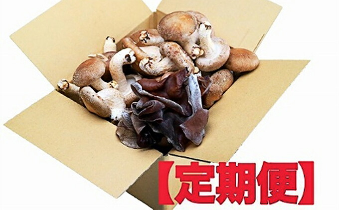 輝く高品質な ふるさと納税 生椎茸800g 生きくらげ200g 定期便4ヶ月 定期便 きのこ 野菜 野菜セット 国内最安値 Blog Myfan Com