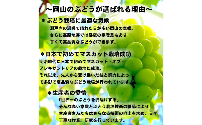 大注目 楽天市場 ふるさと納税 糖度抜群 シャインマスカット 9月発送分 約2kg 配送不可 離島 果物類 ぶどう マスカット フルーツ 果物 葡萄 お届け 2021年9月上旬 2021年9月下旬 岡山県玉野市 期間限定特価 Lexusoman Com