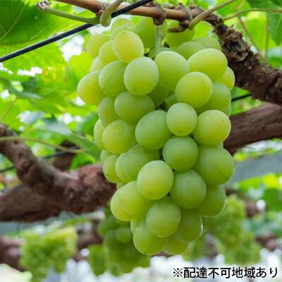 最新の激安 楽天市場 ふるさと納税 岡山県産 秀品マスカット オブ アレキサンドリア 1房約750g 化粧箱入り マスカット フルーツ 果物 ぶどう フルーツ 果物類 お届け 21年7月上旬 21年7月下旬 岡山県玉野市 楽天カード分割 Blog Belasartes Br